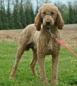 Trixie – F1's father, a Standard Poodle