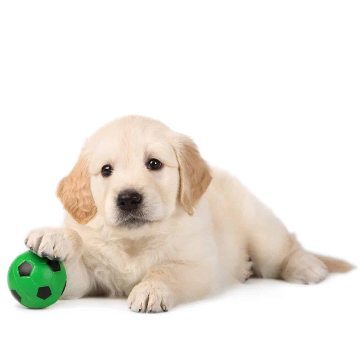English Cream Golden Retriever puppies for sale