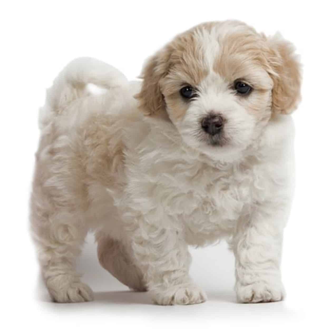 Poo-Shi Puppies for Sale - Infinity Pups