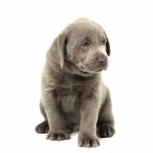 Labrador Retriever - Silver