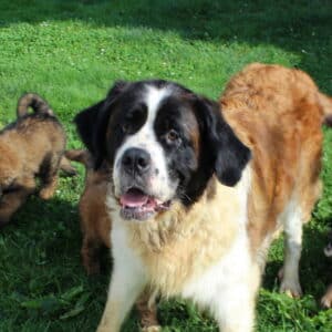 Bonnie – F1's mother, a Saint Bernard