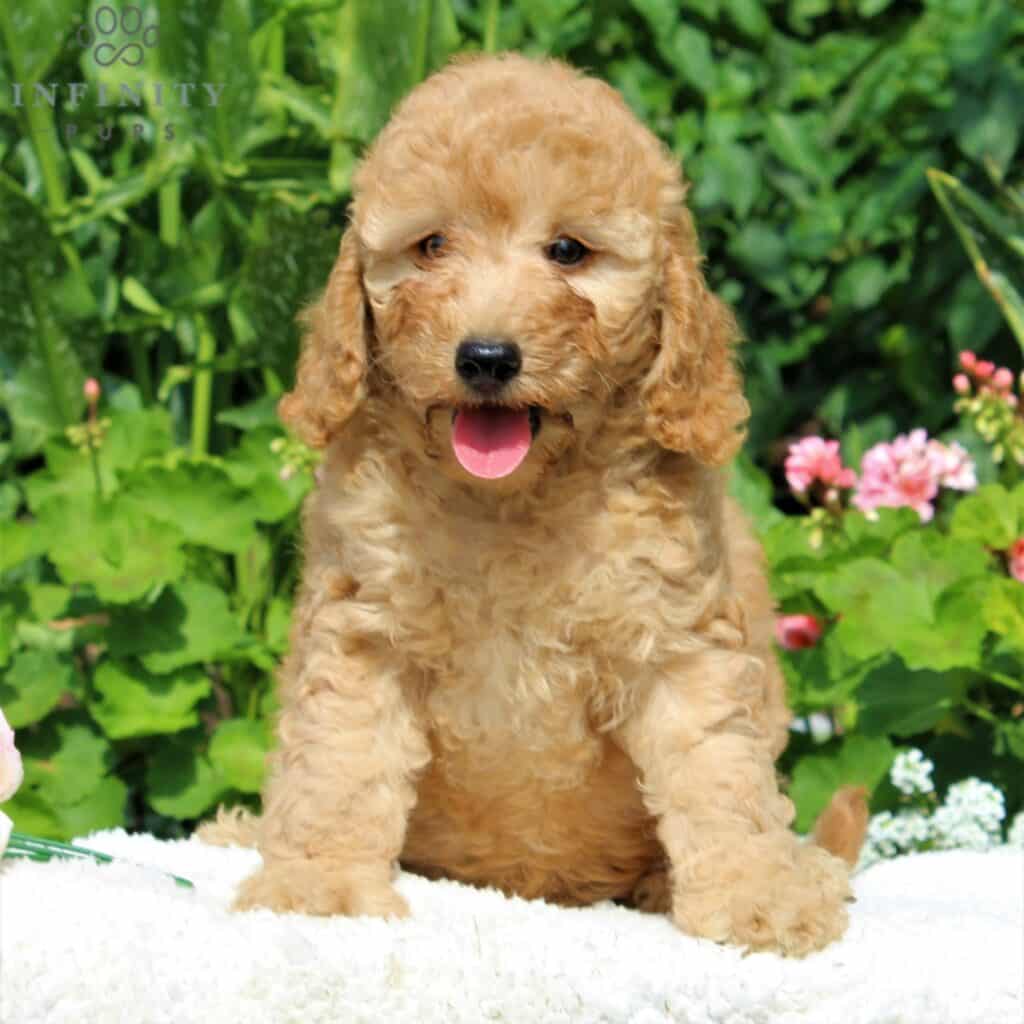 Mini Goldendoodle Puppies For Sale • Adopt Your Puppy Today • Infinity Pups