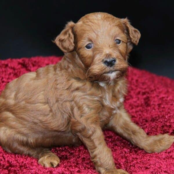 Mini Goldendoodle Puppies For Sale • Adopt Your Puppy Today • Infinity Pups