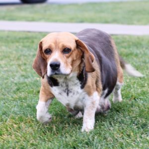 Matthew – F1's mother, a Beagle