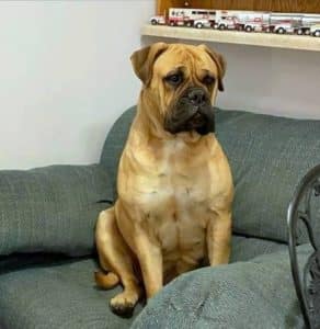 Talli – AKC's mother, a Bullmastiff