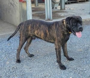 Talli – AKC's father, a Bullmastiff