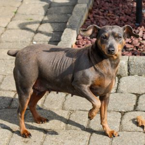 Vito – ACA's mother, a Miniature Pinscher