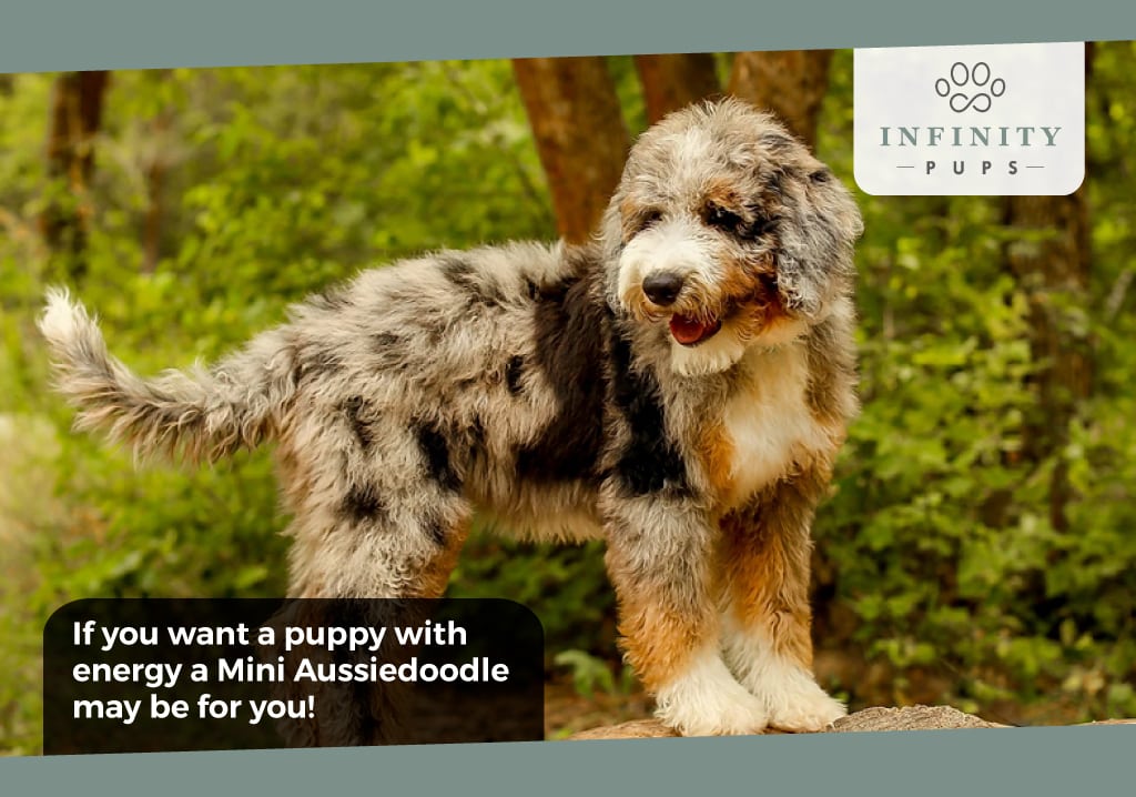 Energetic Mini Aussidoodle puppy