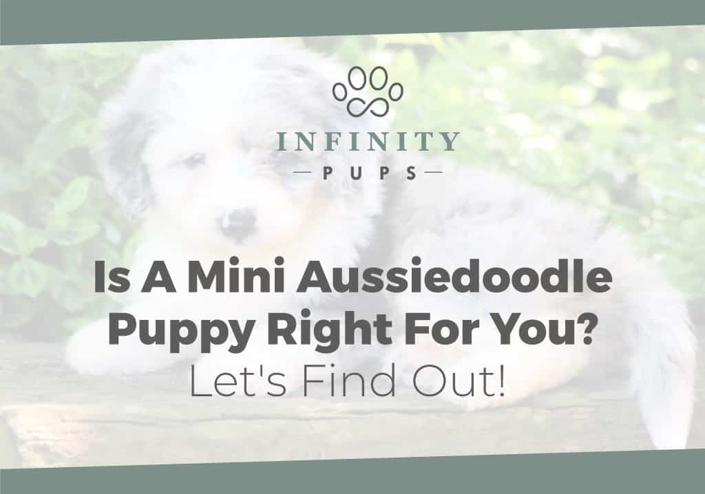 Is A Mini Aussiedoodle Puppy Right For You? 2