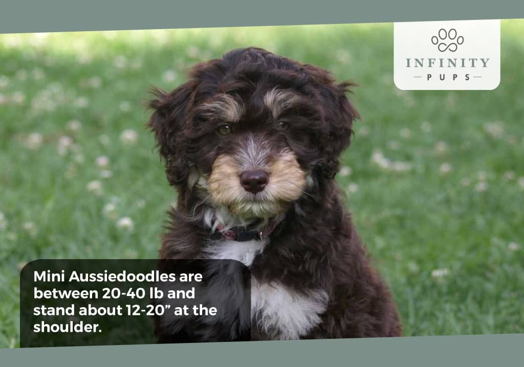Mini Aussiedoodles are between 20 and 40 pounds