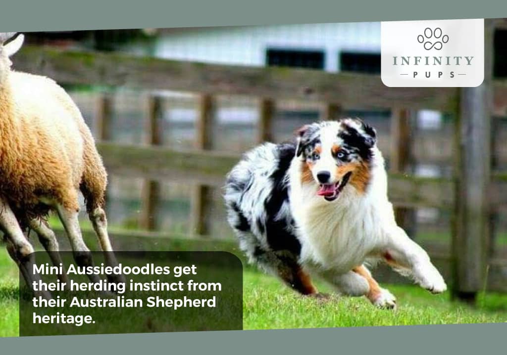 Mini Aussiedoodles get a herding instinct from Australian Shepherds