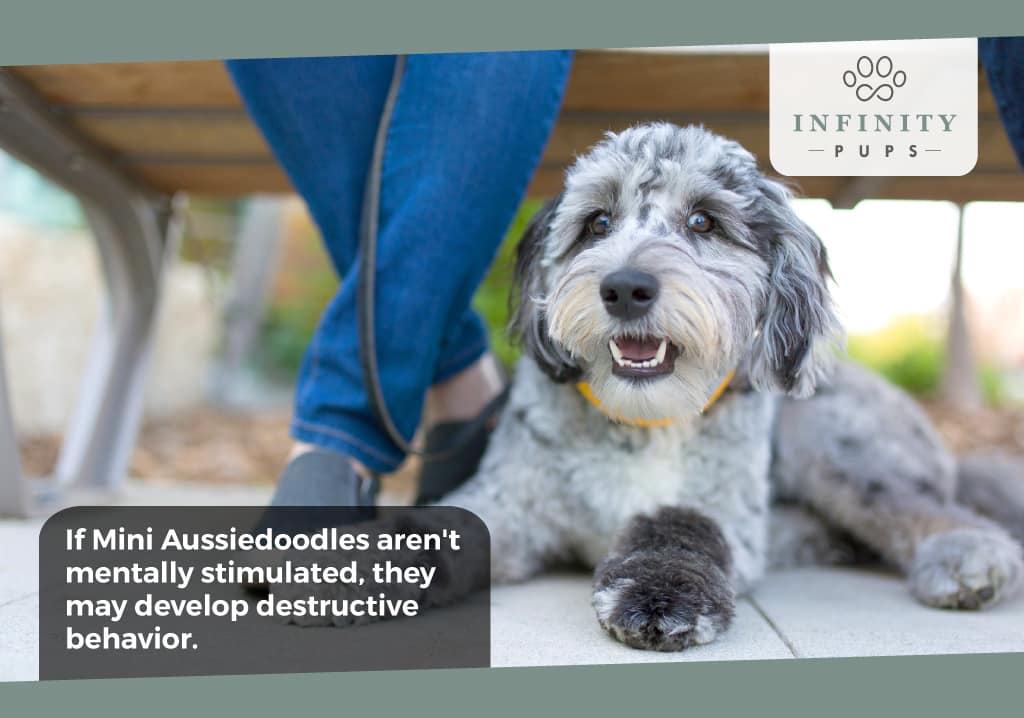 Mini Aussiedoodles may get destructive if they aren't mentally stimulated