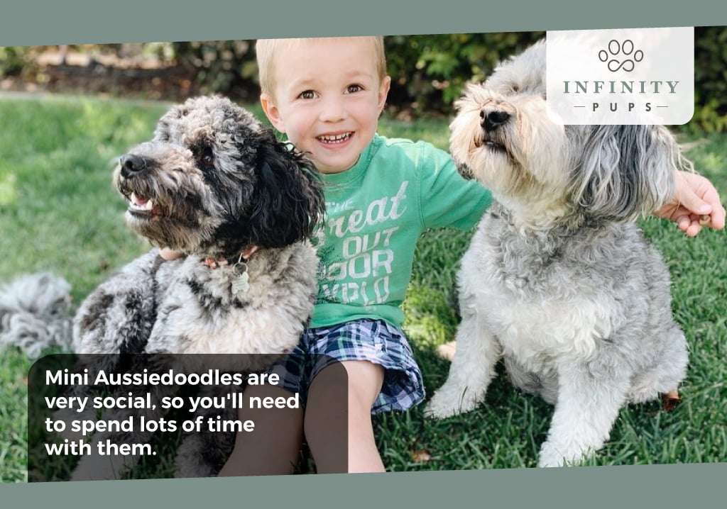 Mini Aussiedoodles playing with children
