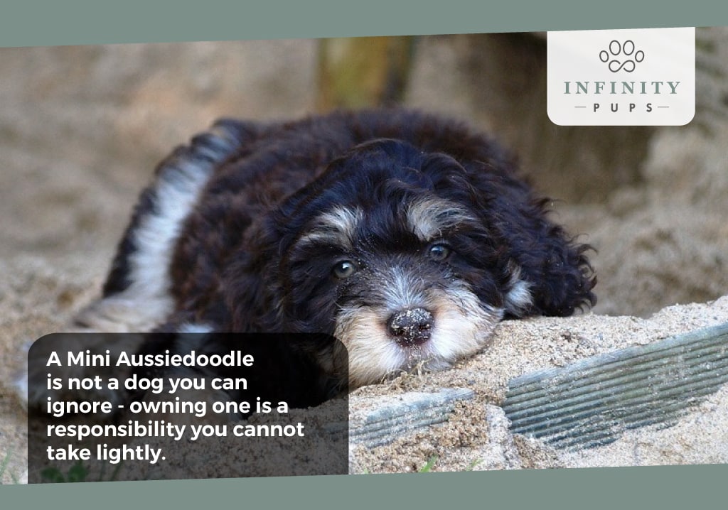 Owning a Mini Aussiedoodle