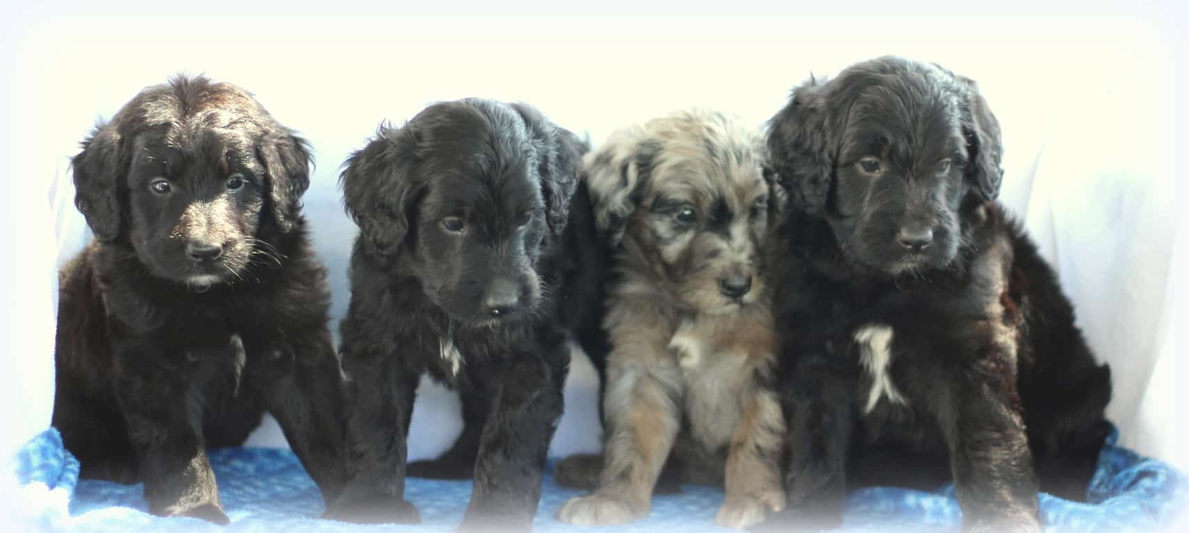 Mini Aussiedoodle puppies for sale