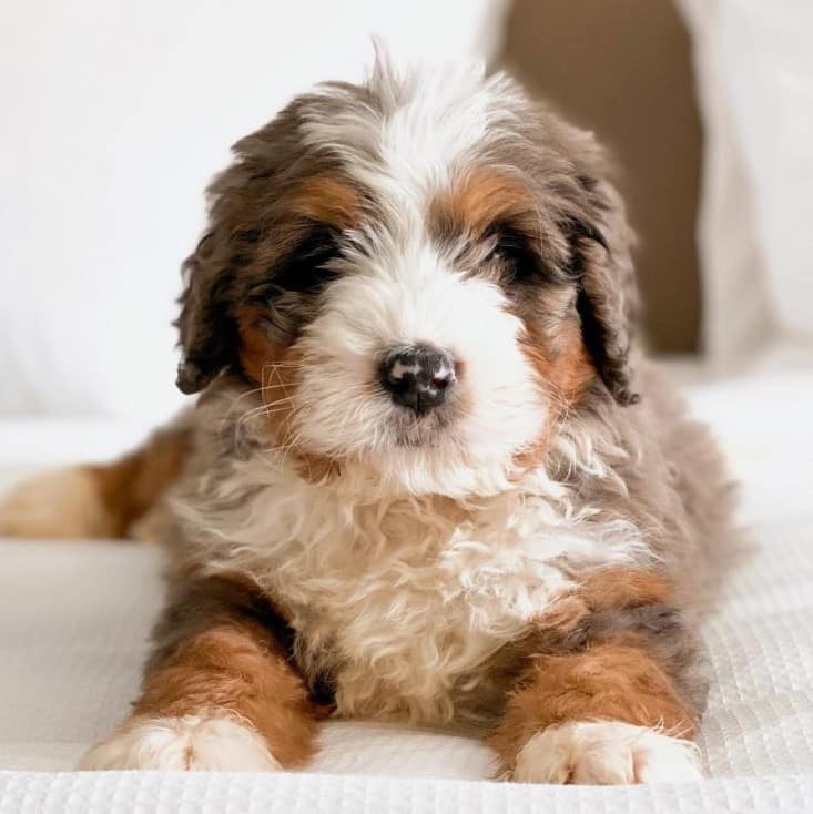 Australian Mountain Doodle Puppies For Sale • Adopt Your Puppy Today • Infinity Pups