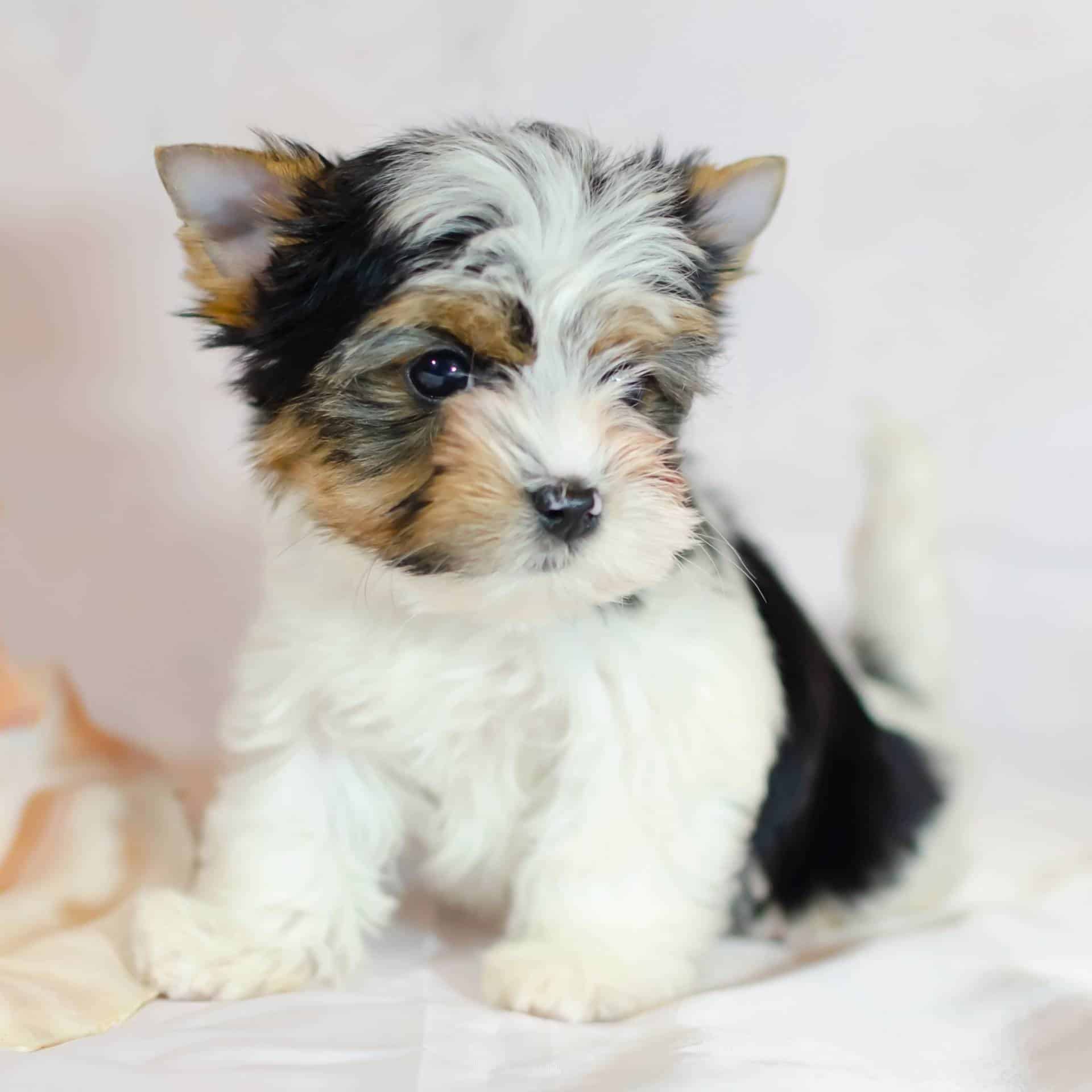 sample photo of Biewer Terrier puppies for sale