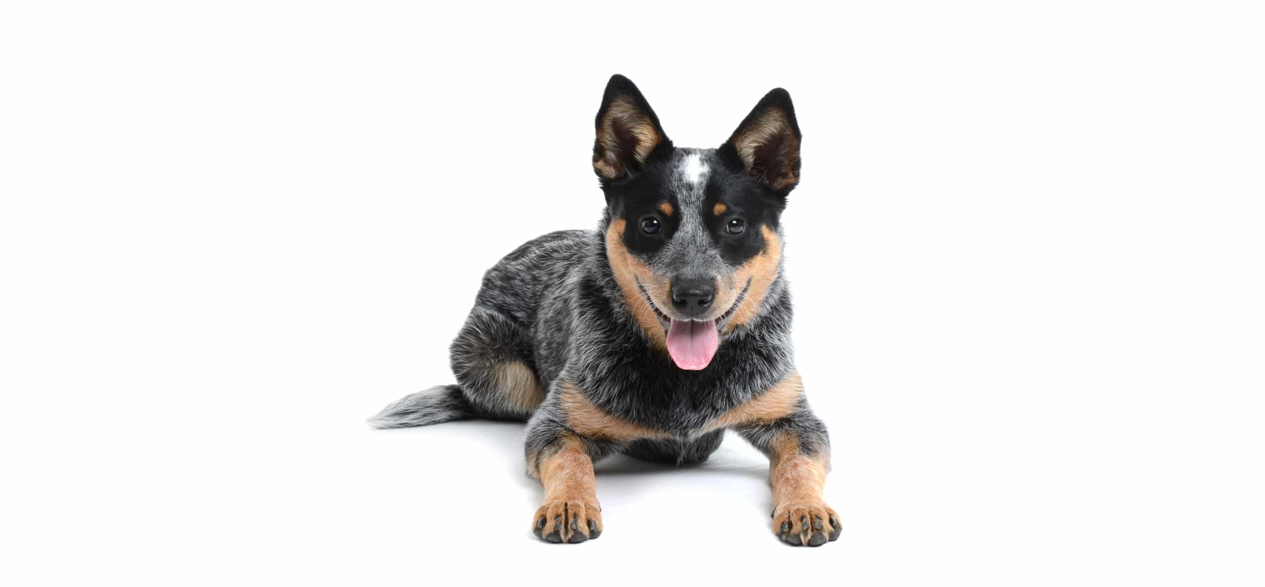 Australian Cattledog / Heeler puppies for sale