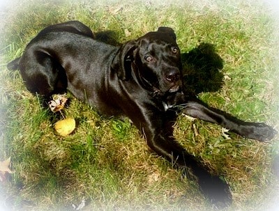 Boweimar puppies for sale