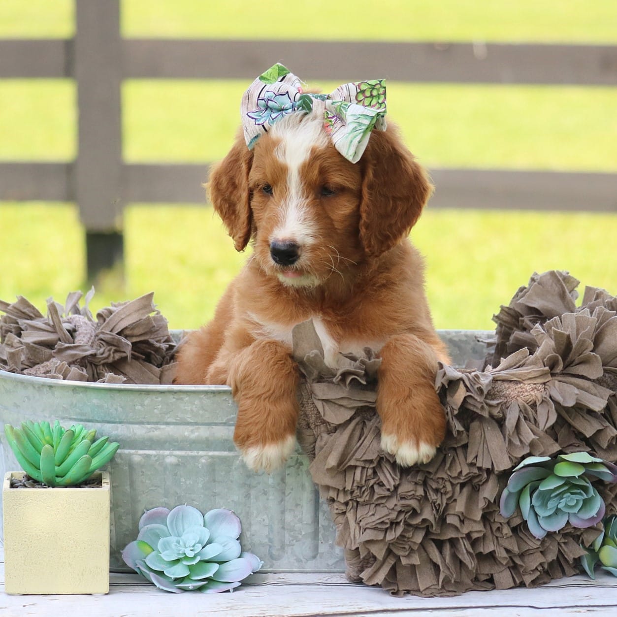 sample photo of Standard Goldendoodle  puppies for sale