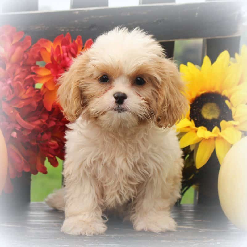 sample photo of Cava-Tzu puppies for sale