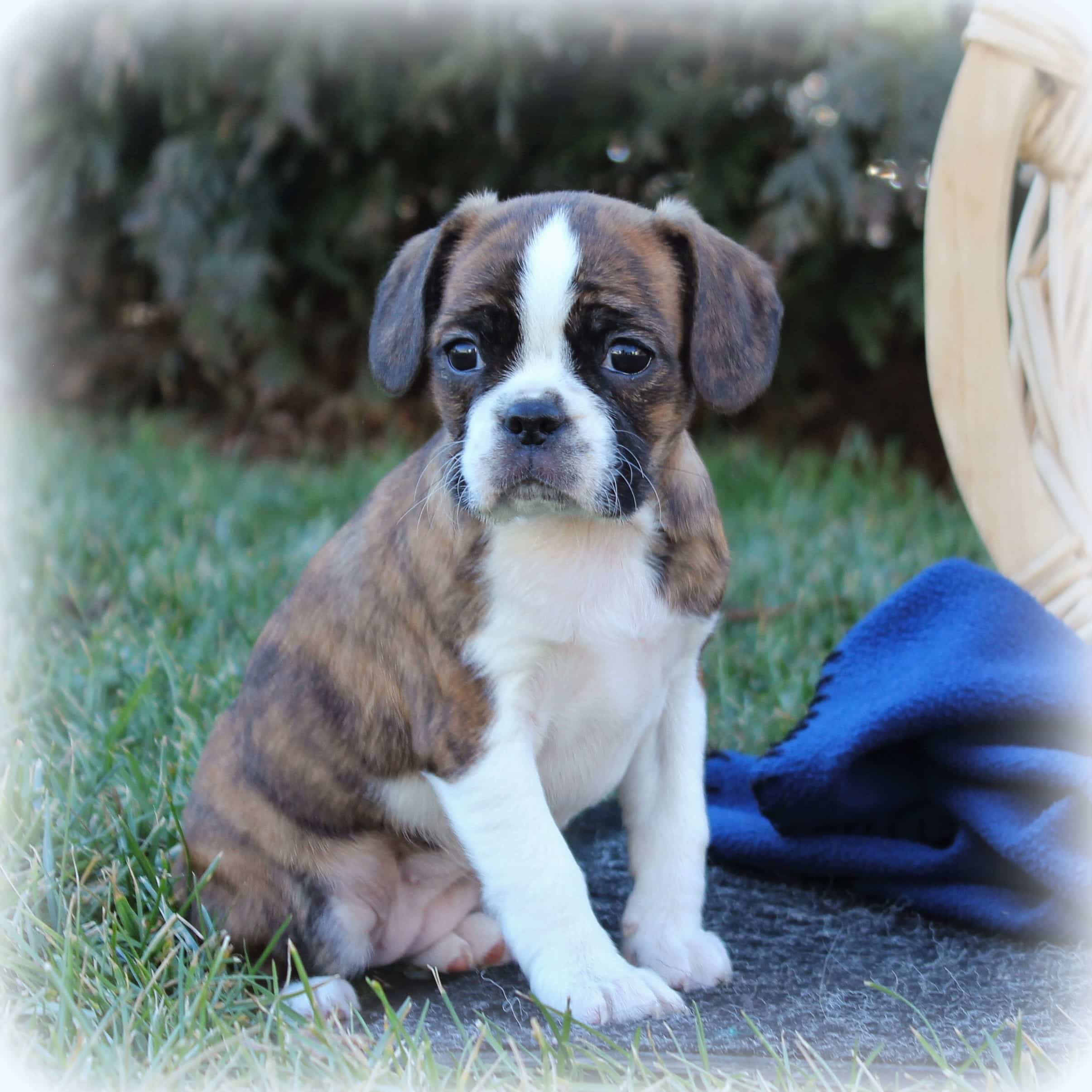 sample photo of Caviston puppies for sale