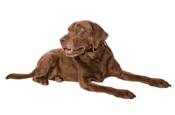 Chesapeake Bay Retriever puppies for sale