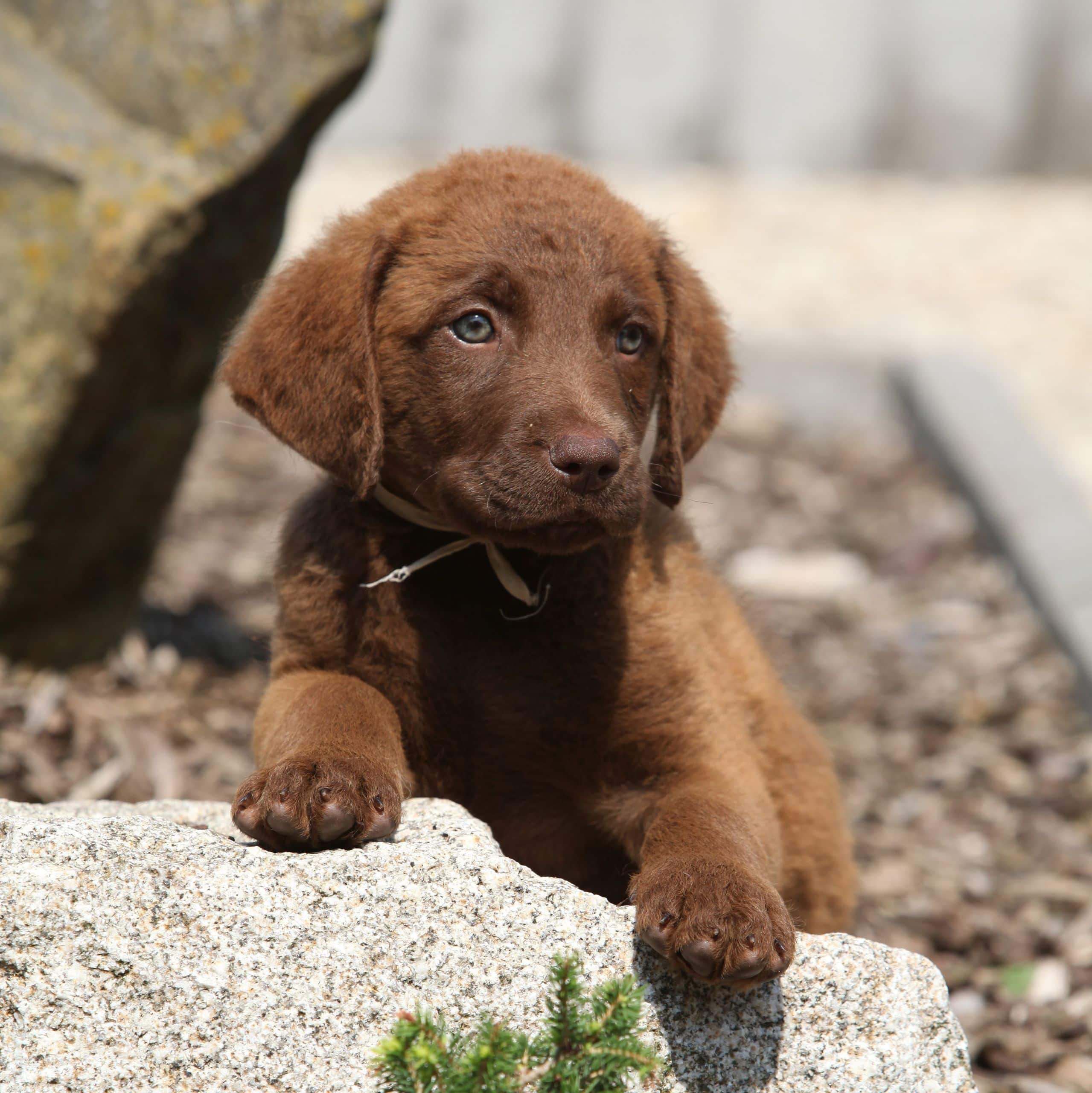 sample photo of Chesapeake Bay Retriever puppies for sale