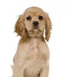 sample photo of Cocker Spaniel puppies for sale