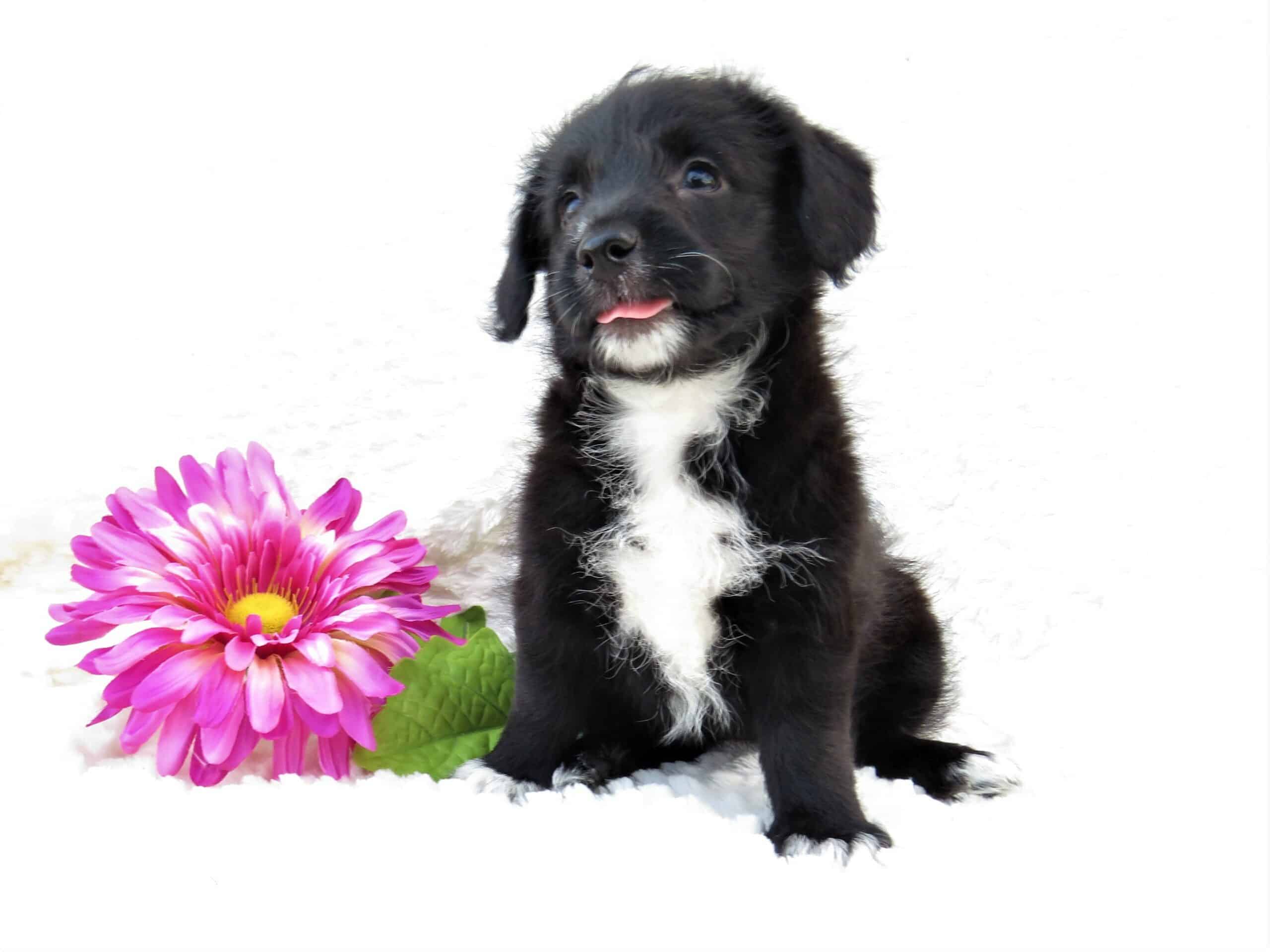 Corgipoo puppies for sale
