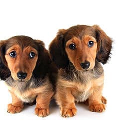sample photo of Dachshund puppies for sale