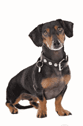 Dachshund puppies for sale