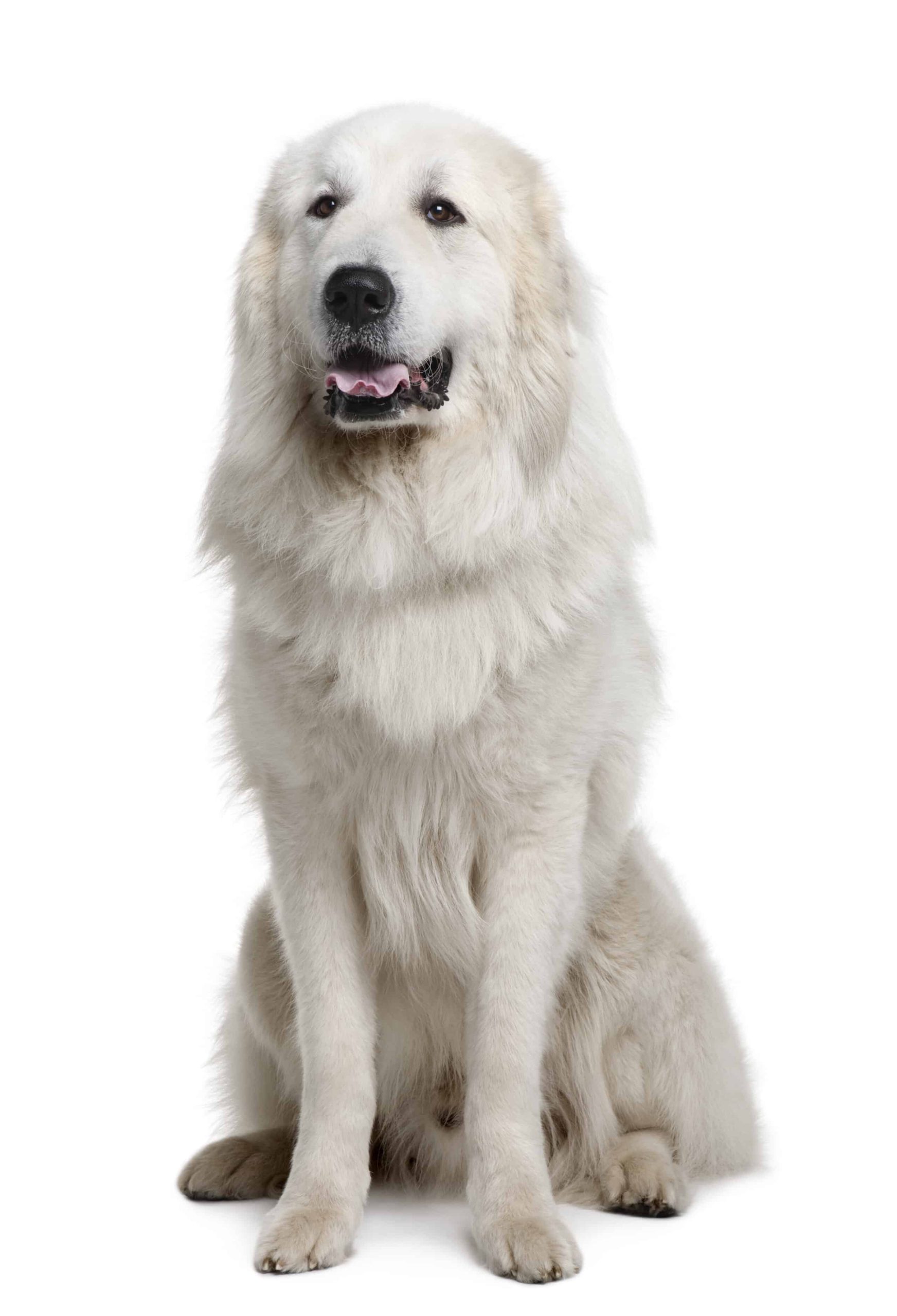 Great Pyrenees puppies for sale