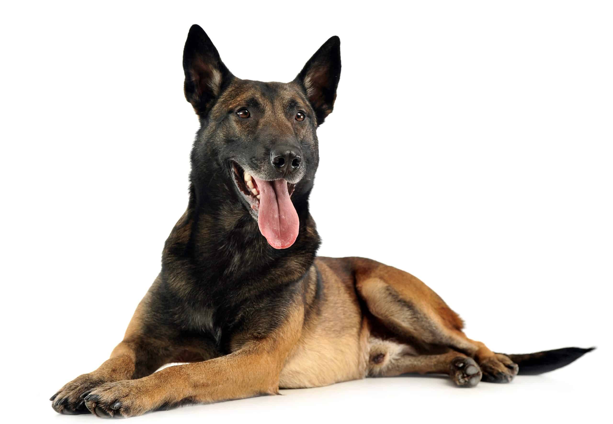 Belgian Malinois puppies for sale