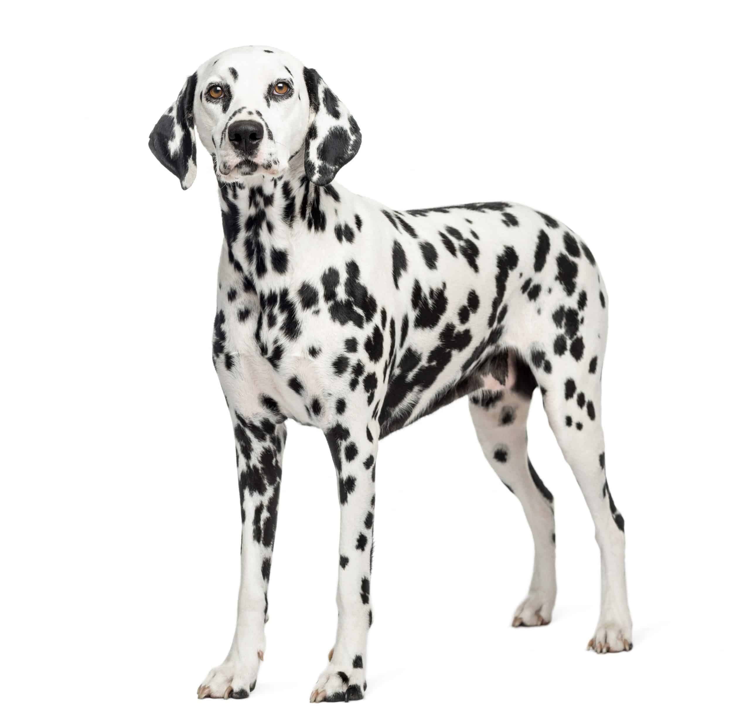Dalmatian puppies for sale