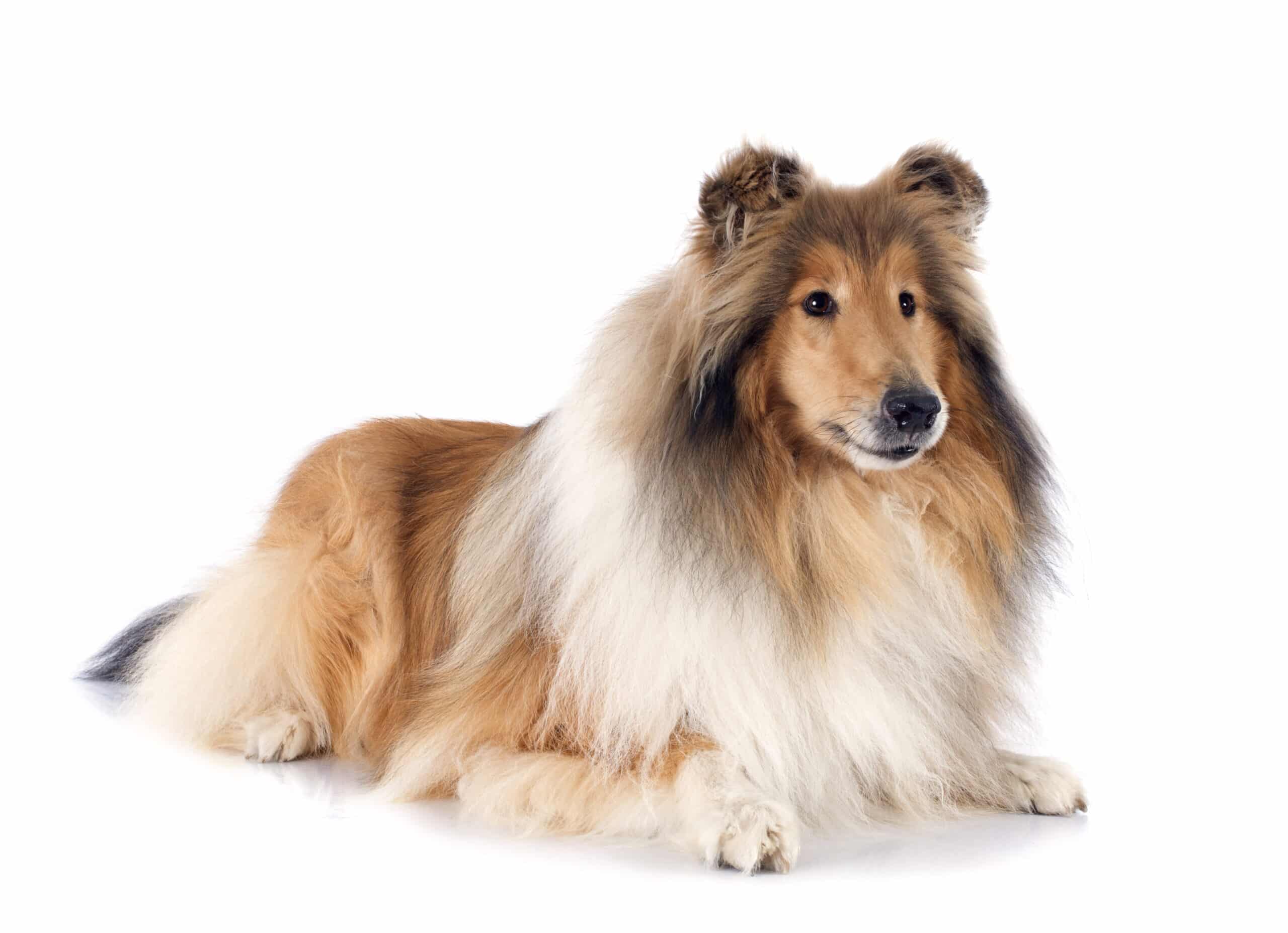 Collie puppies for sale