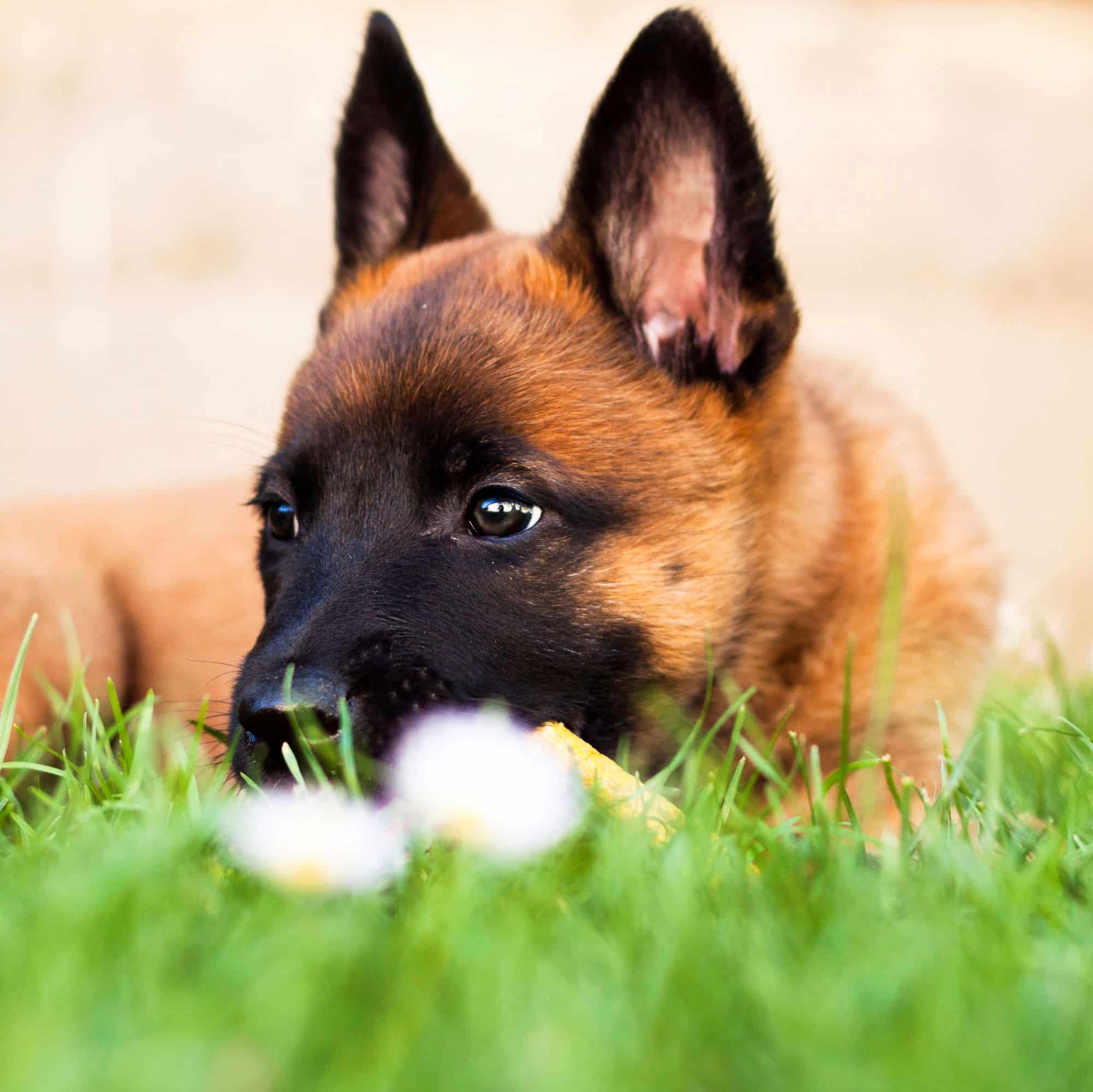 sample photo of Belgian Malinois puppies for sale