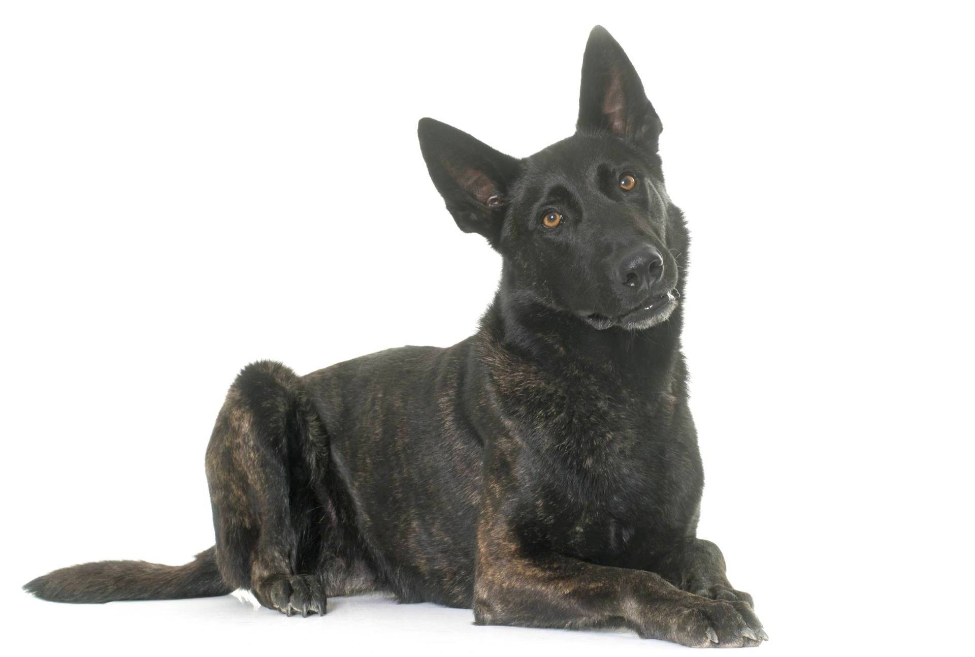 Dutch Shepherd puppies for sale