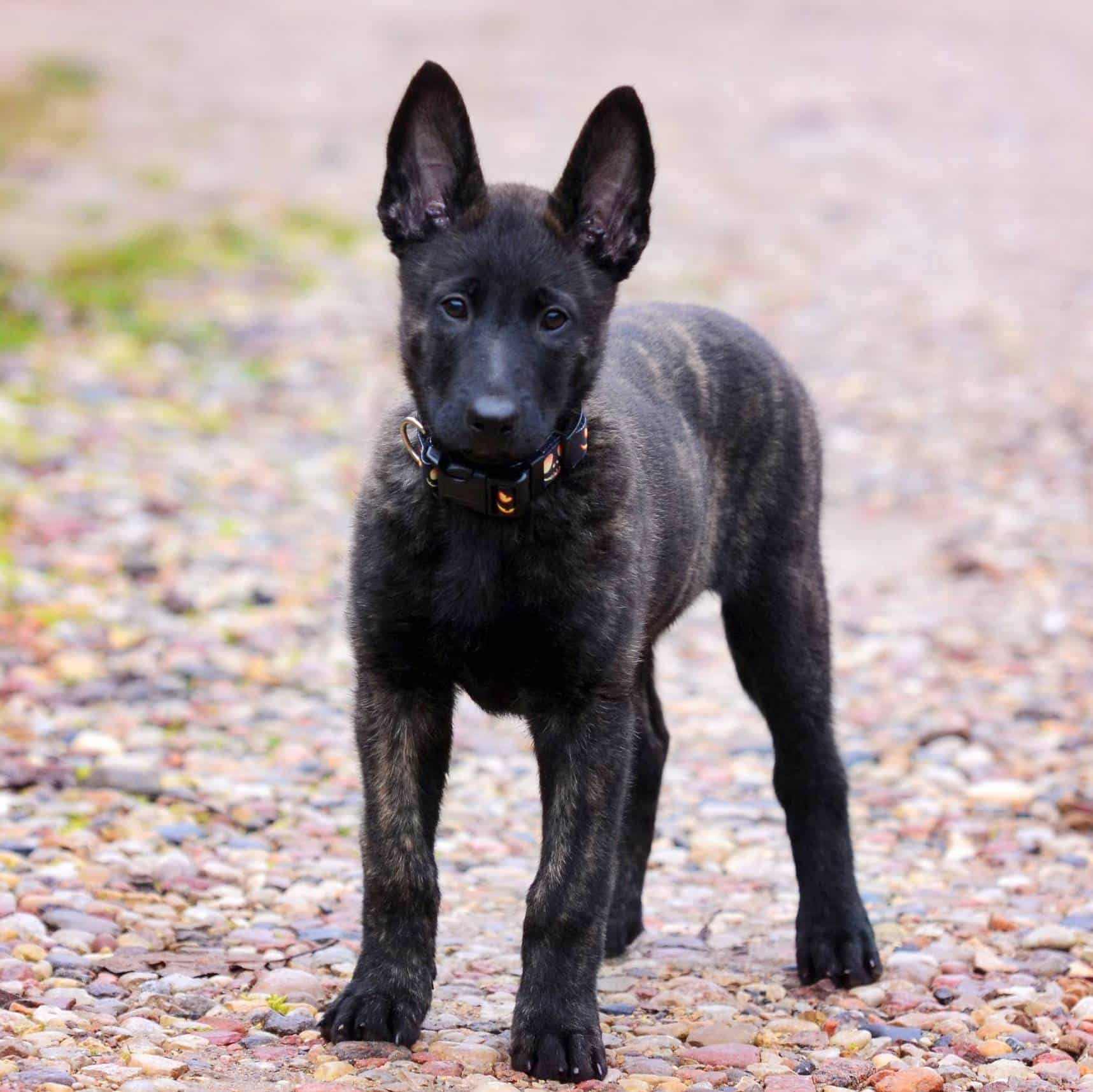 sample photo of Dutch Shepherd puppies for sale