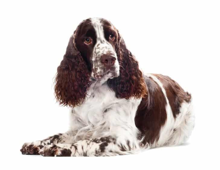 Spaniel puppies for sale