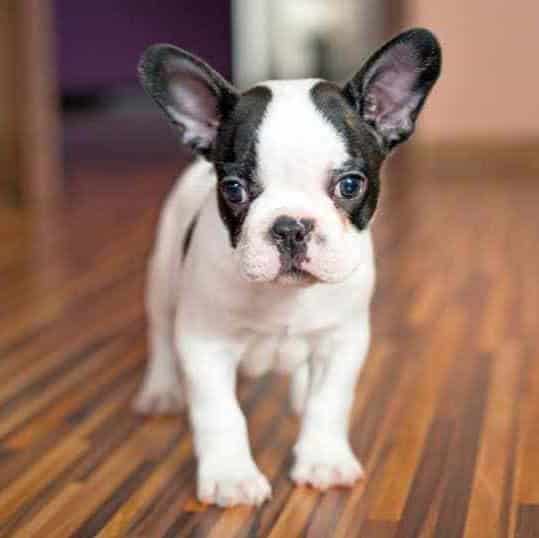 sample photo of Frenchton puppies for sale