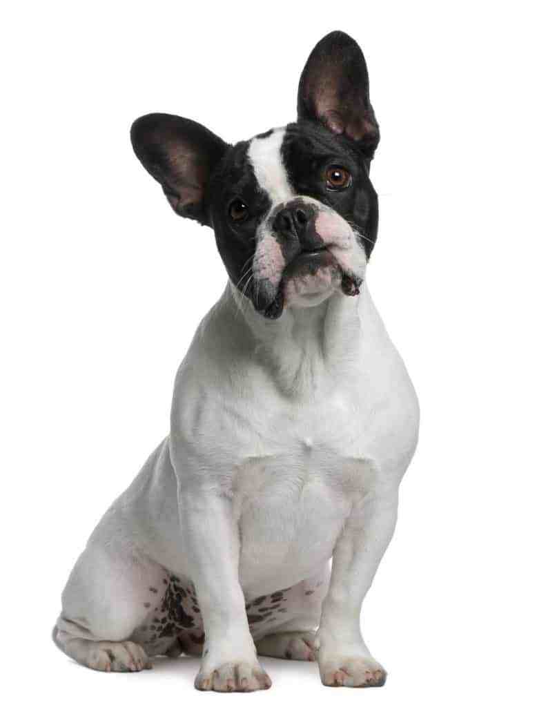 Frenchton puppies for sale