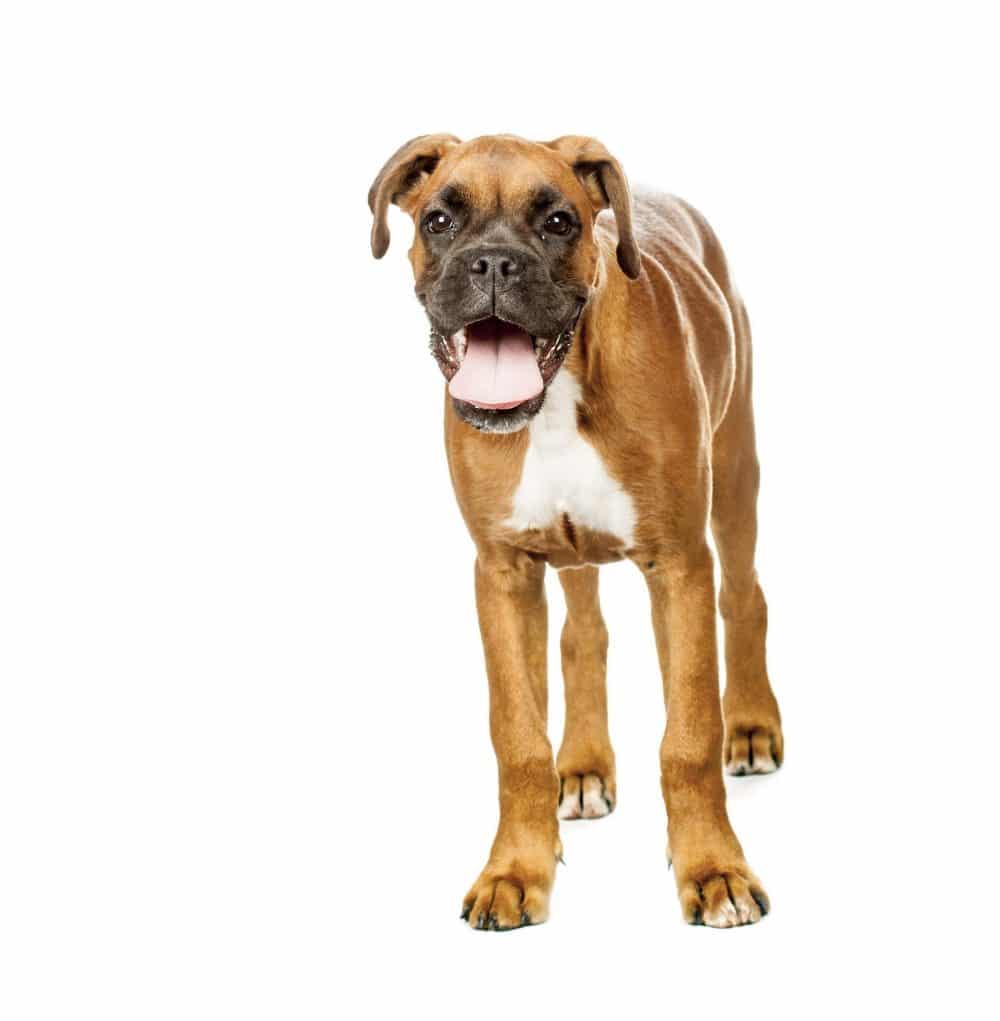 Boxer puppies for sale