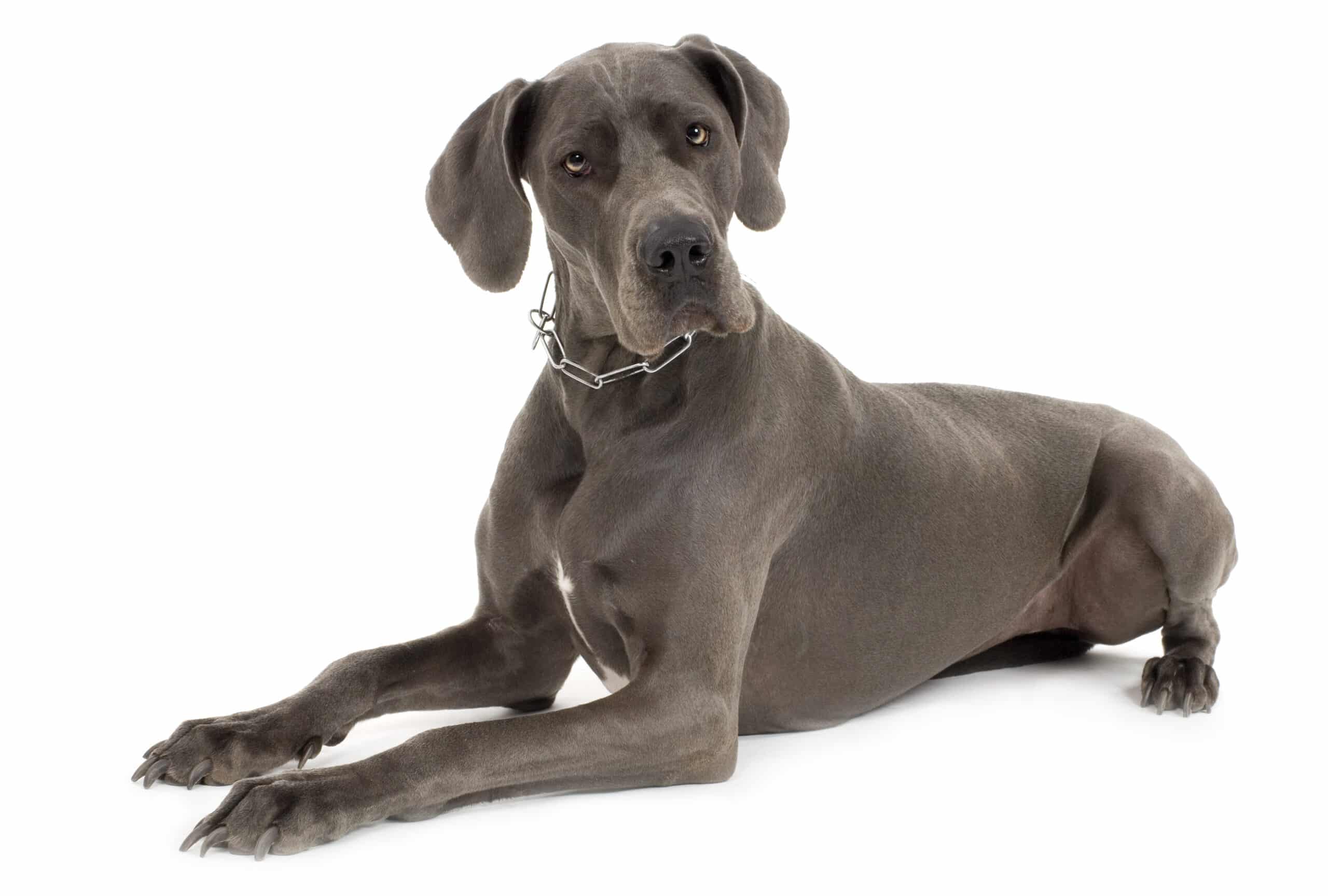 Great Dane puppies for sale