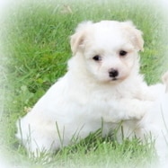 sample photo of Havanese puppies for sale
