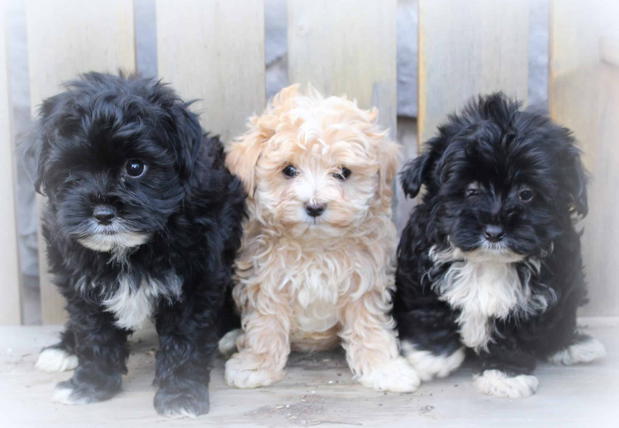 Havapoo puppies for sale
