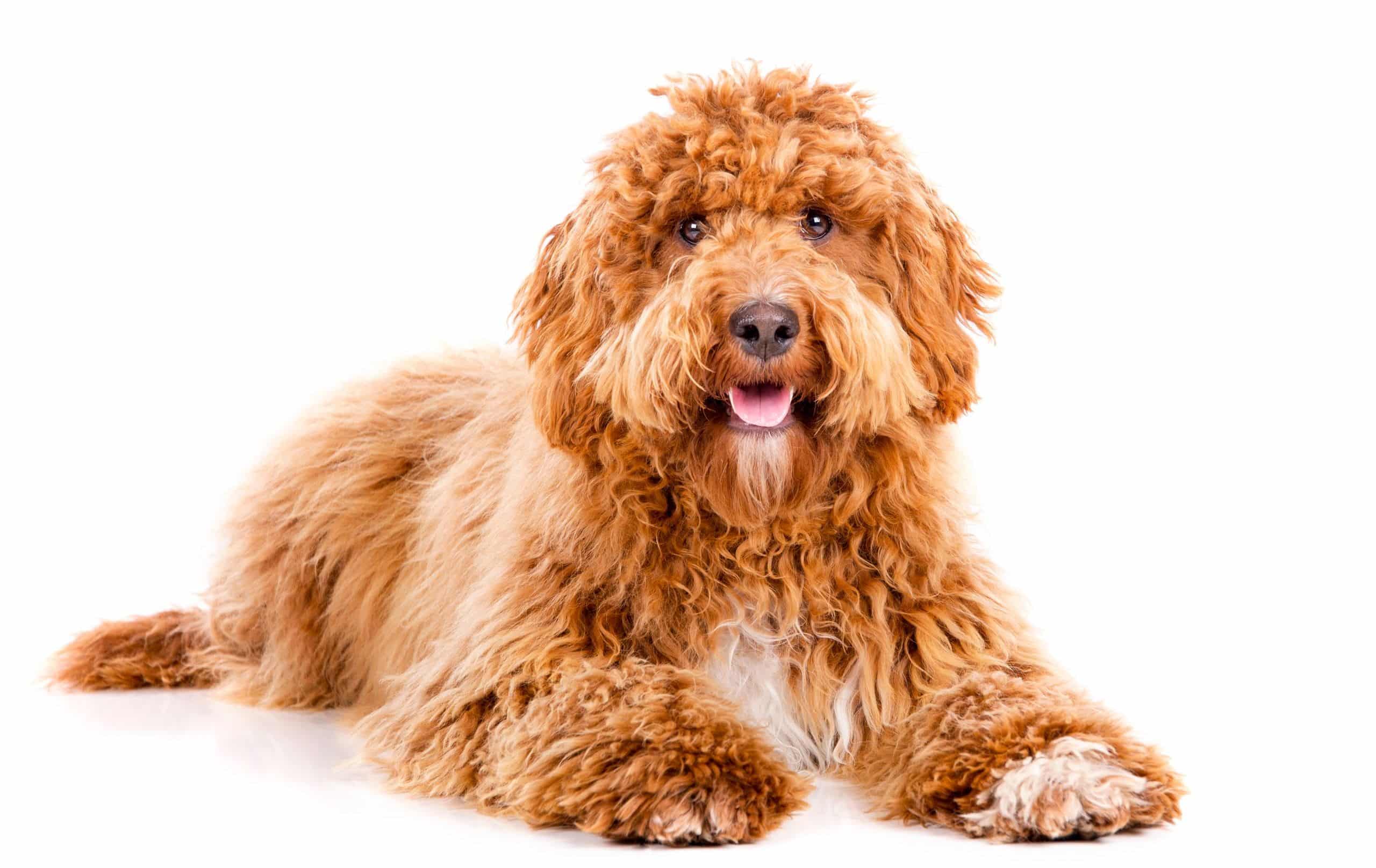 Mini Irish Doodle puppies for sale