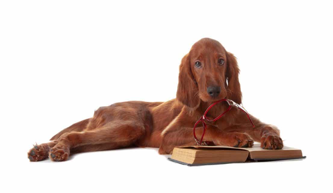 Irish Setter puppies for sale