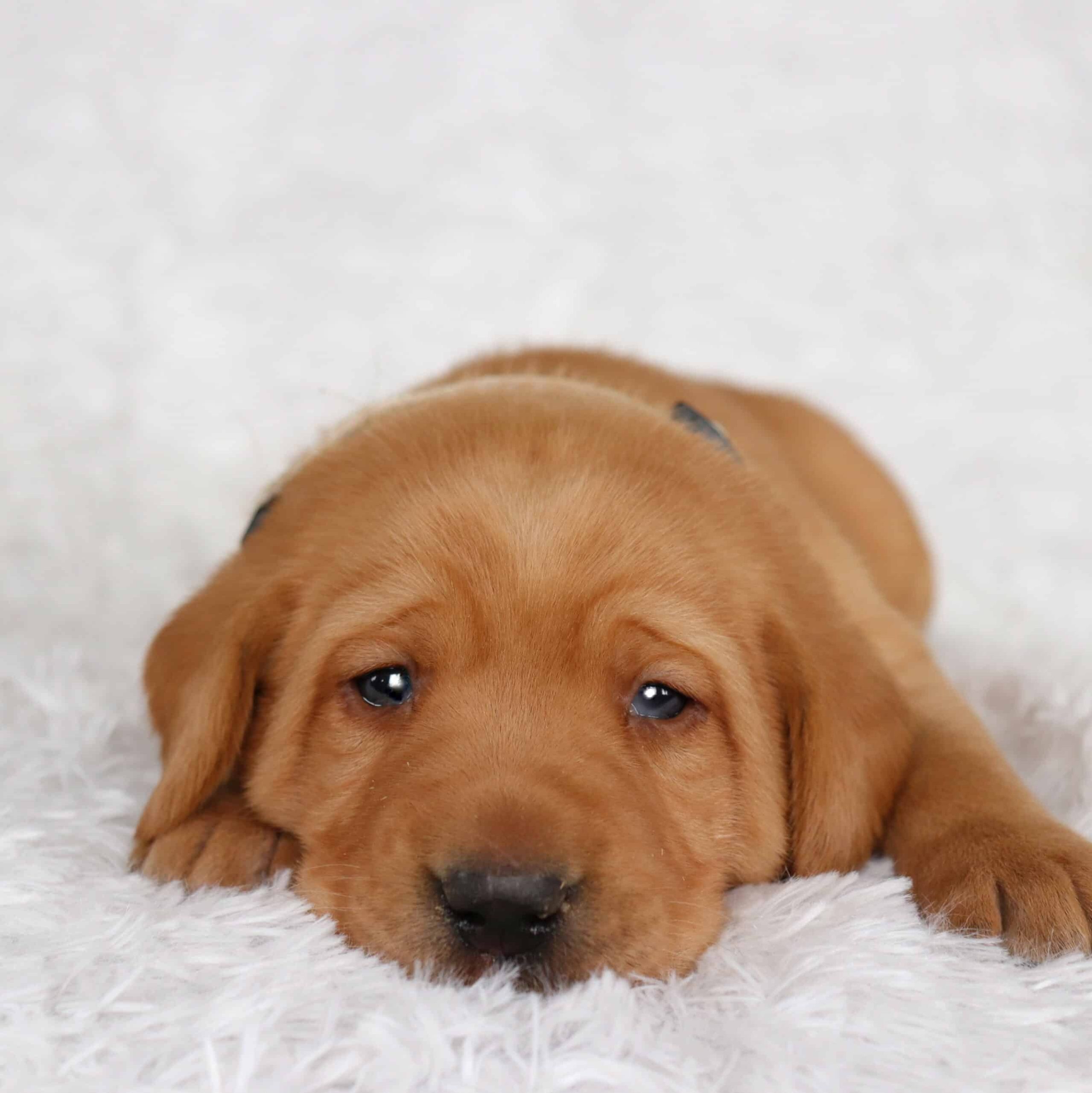 sample photo of Yellow Labrador Retriever puppies for sale