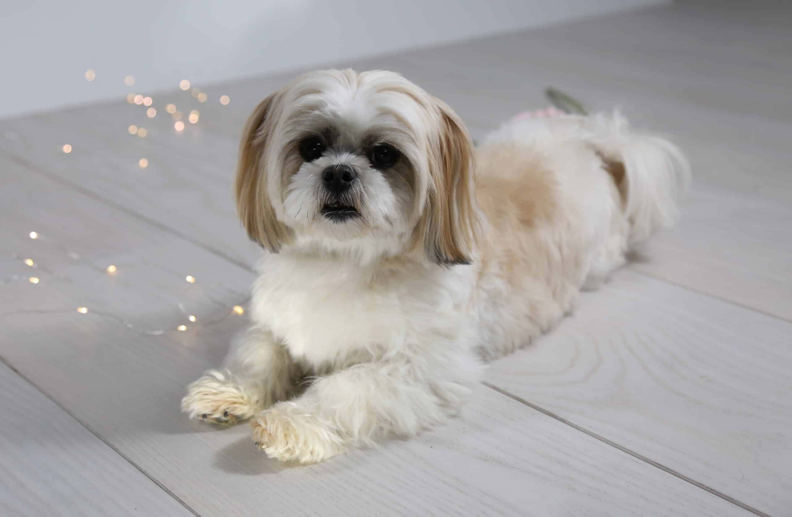 Mal-shi puppies for sale